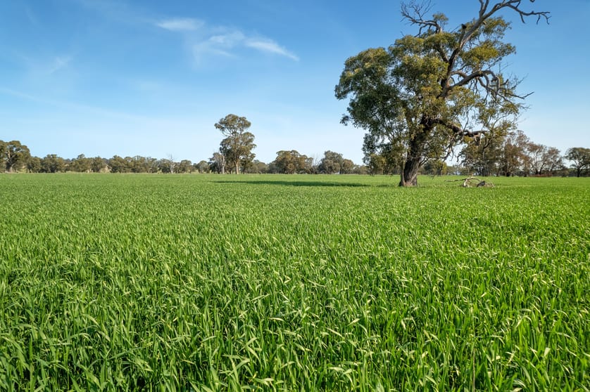 Click to view all images 383 O'Brien Road Springhurst VIC 3682 - Image 3