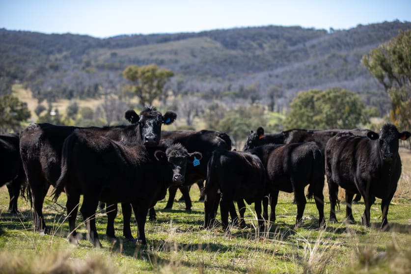 11853 New England Highway Armidale NSW 2350 - Image 2