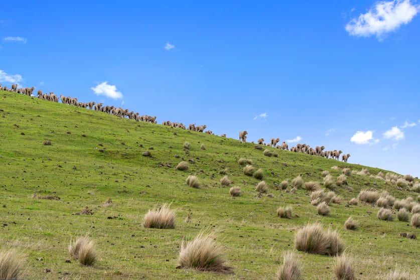 Click to view all images . Lake Repulse Road Ouse TAS 7140 - Image 3