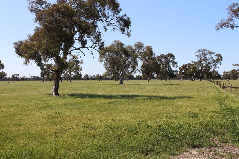 Click to view all images Allotment 33 Emu Springs Road Tintinara SA 5266 - Image 1