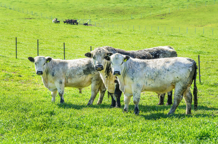 Click to view all images 12 Evans Road Cudgewa VIC 3705 - Image 3