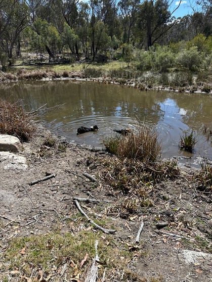 Click to view all images Lot 1 Brusharbers Road Tenterfield NSW 2372 - Image 3