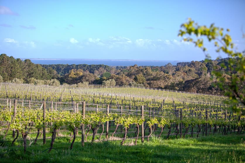 Click to view all images 1 Callanans Road Red Hill South VIC 3937 - Image 3