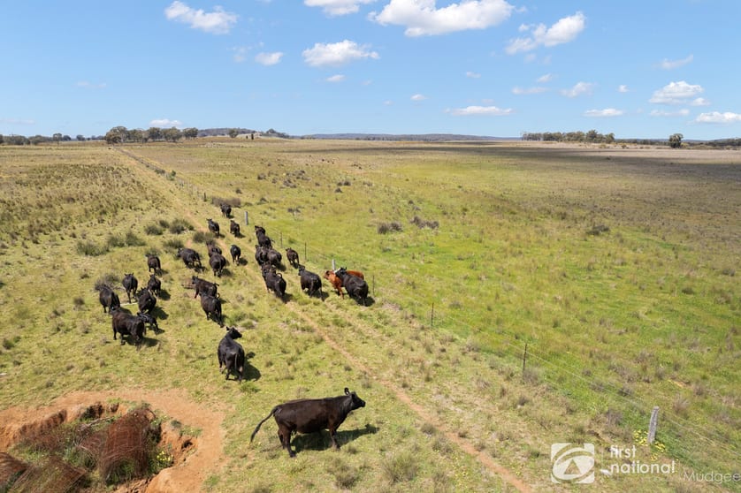 Click to view all images 569 Wongoni Road Dunedoo NSW 2844 - Image 1