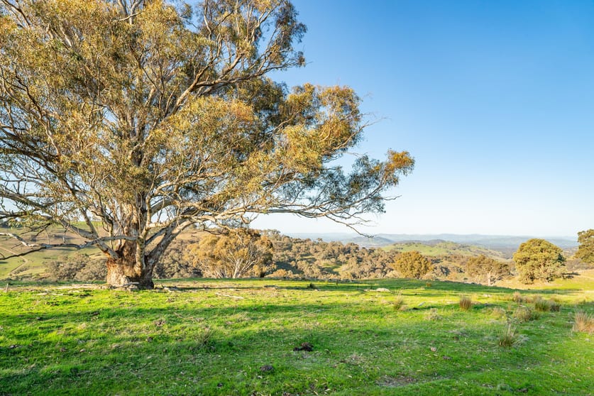 123B Bortolot Road Huon Creek VIC 3691 - Image 3