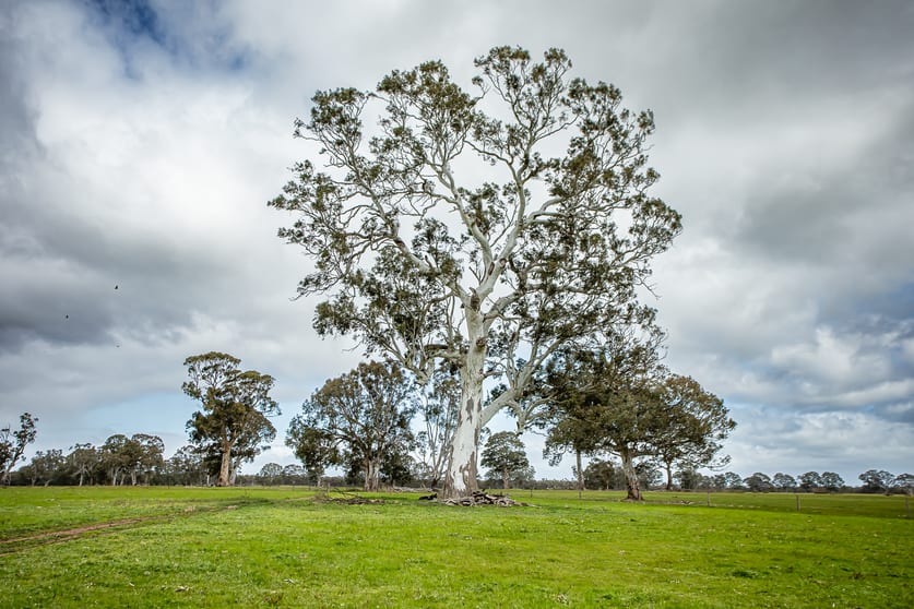 58 Camerons and Lampards Road Charam VIC 3318 - Image 3