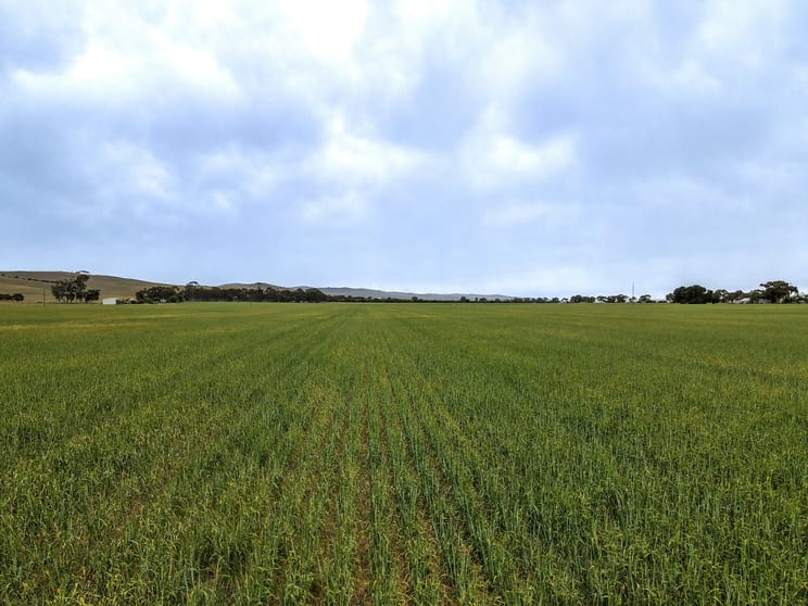 Click to view all images 'Lucerne Park' Booborowie Rd Booborowie SA 5417 - Image 3