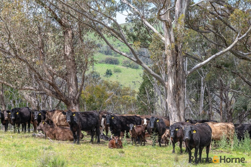 Click to view all images Lot 4/2553 Campfire Road Walcha NSW 2354 - Image 2