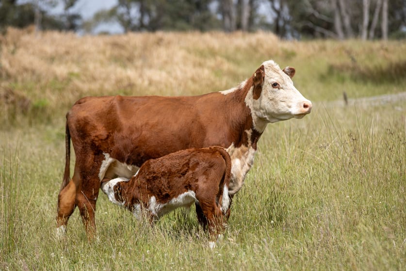 Click to view all images 712 Nowlands Road Guyra NSW 2365 - Image 3