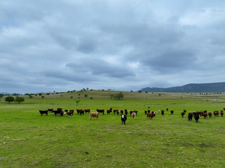 Click to view all images "Bronte Park" 732 Martindale Road Denman NSW 2328 - Image 3
