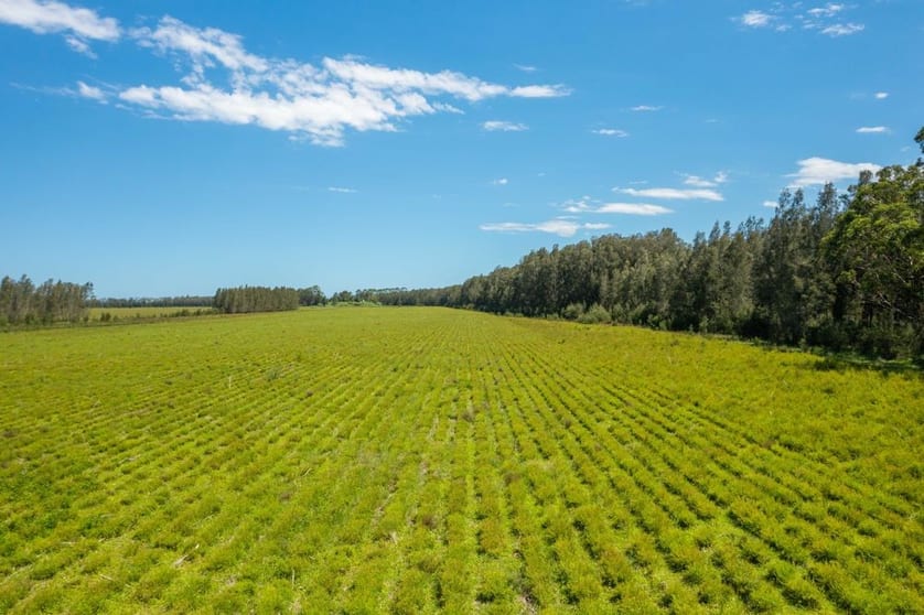 1205 Maria River Road Limeburners Creek NSW 2444 - Image 3