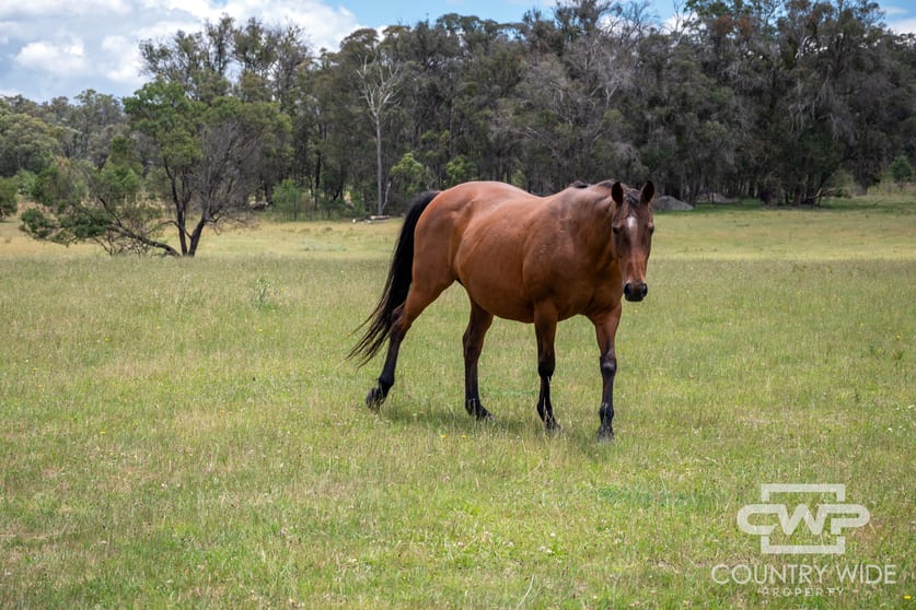 Click to view all images 1, - Watsons Road Pinkett NSW 2370 - Image 3