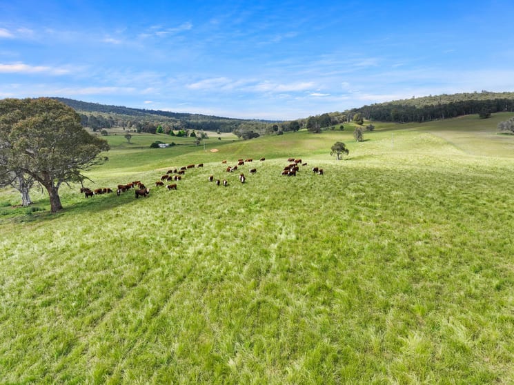 1026 Lower Bendoc Road Bendoc VIC 3888 - Image 2