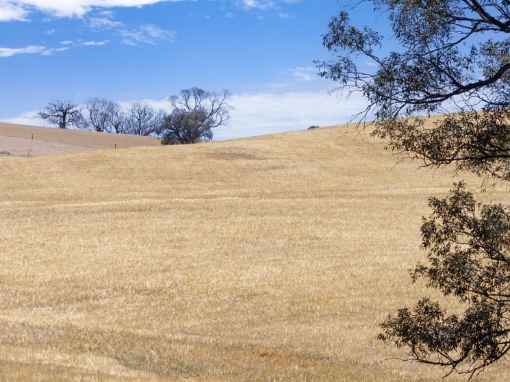 Lot 90 Tarlee Road Kapunda SA 5373 - Image 2