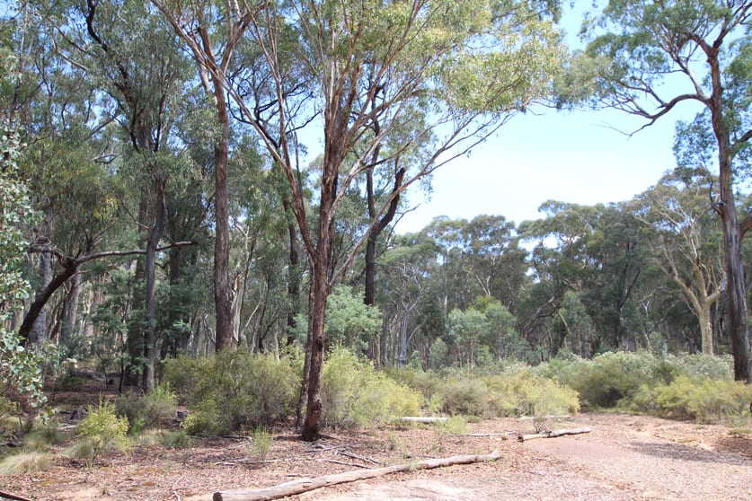 Click to view all images Bald Ridge Road Bald Ridge NSW 2795 - Image 2