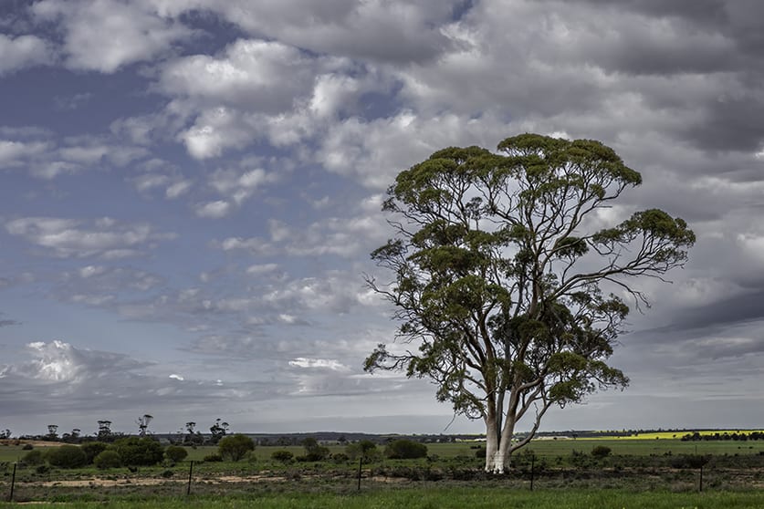 16757 Luckman Road Welbungin WA 6477 - Image 1