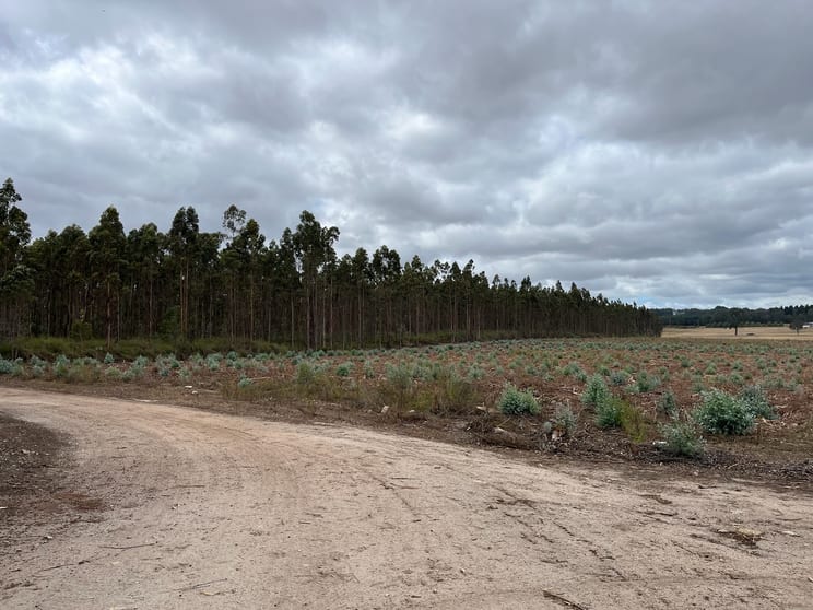 Click to view all images Lot 12913 Tannin Road Manjimup WA 6258 - Image 2