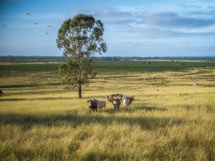 Click to view all images 1727 Boombah Road Mackenzie QLD 4702 - Image 3