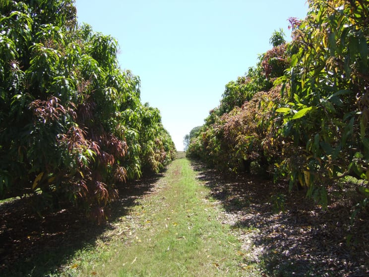 Click to view all images Redhill Farms QLD 4671 - Image 3