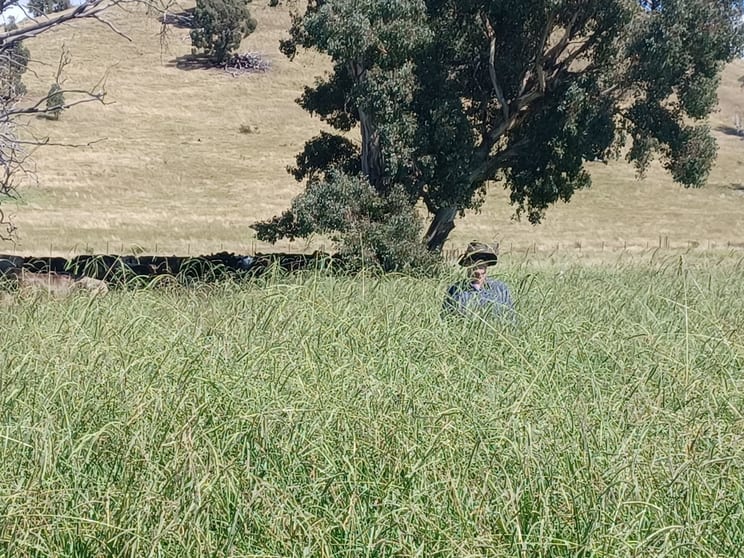Click to view all images 3924 Hume Highway Tarcutta NSW 2652 - Image 2