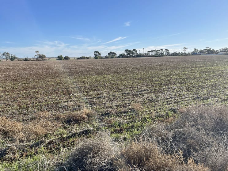 Click to view all images Lot 405 North West Terrace Warnertown SA 5540 - Image 1