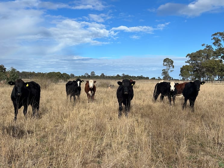 Click to view all images 2939 Mosquito Creek Road Mosquito Creek QLD 4387 - Image 2