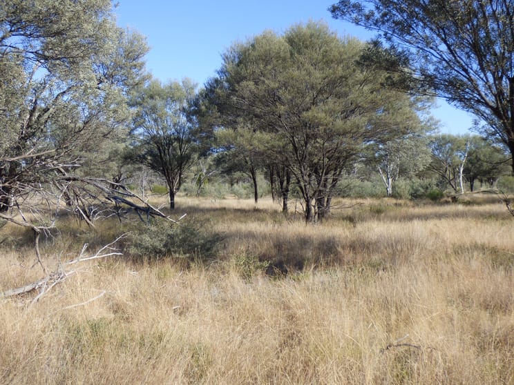 9479 Balonne Highway Cunnamulla QLD 4490 - Image 1