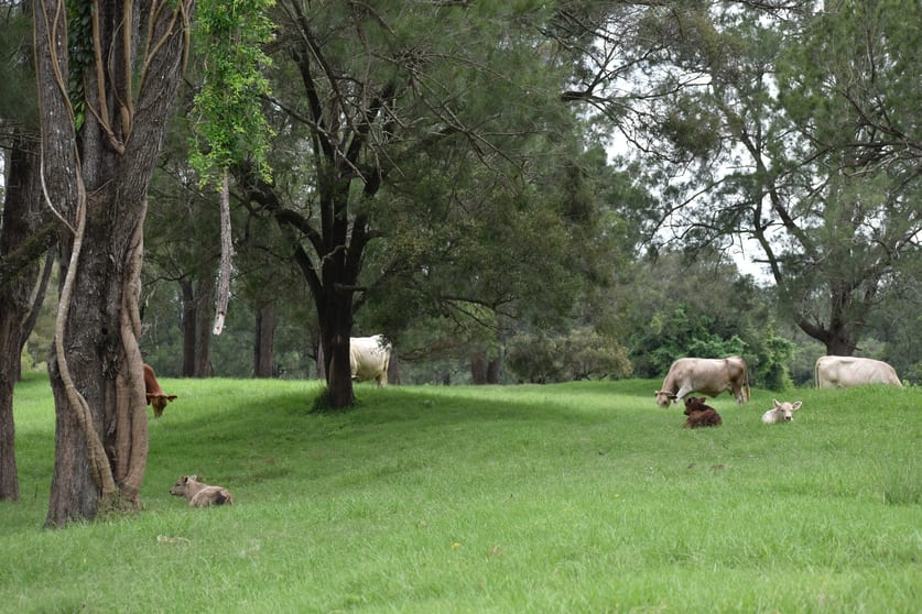 Click to view all images 1436 Gowings Hill Rd Sherwood NSW 2440 - Image 1