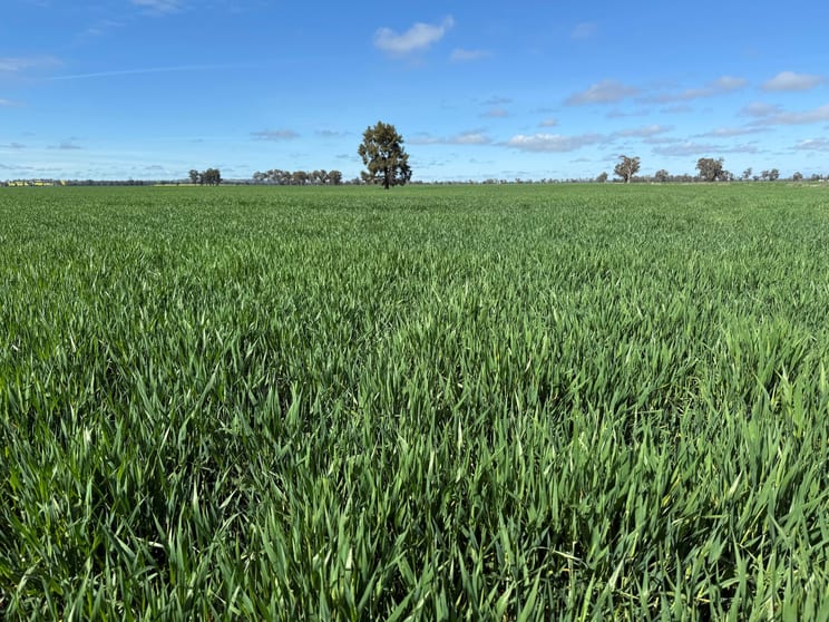 'SECKHOLDS' Bradshaws Lane Coolamon NSW 2701 - Image 1