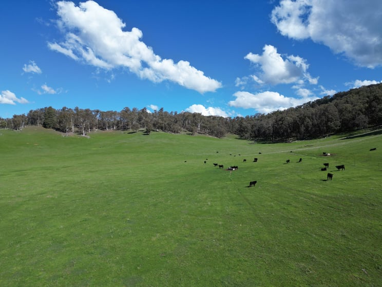 'Eastmore' 1177 Callaghan Creek Road Mitta Mitta VIC 3701 - Image 2