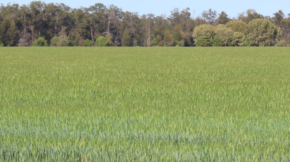 Click to view all images Mirreyah Feedlot Talwood Mungindi Road, Talwood QLD 4496 - Image 3