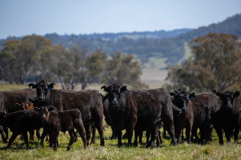 Click to view all images 'Brucelyn & Mt Emby' 453 & 504 Moredun Road Ben Lomond NSW 2365 - Image 2