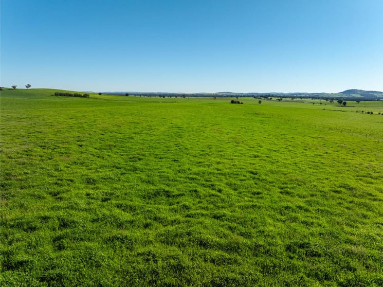 Click to view all images 272 Bulloc Hill Road Mangoplah NSW 2652 - Image 3