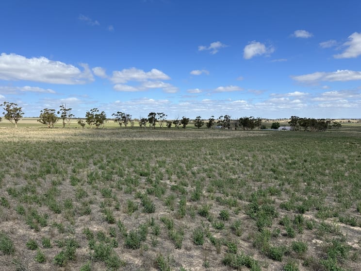 4910 Mallee Highway Peake SA 5301 - Image 1