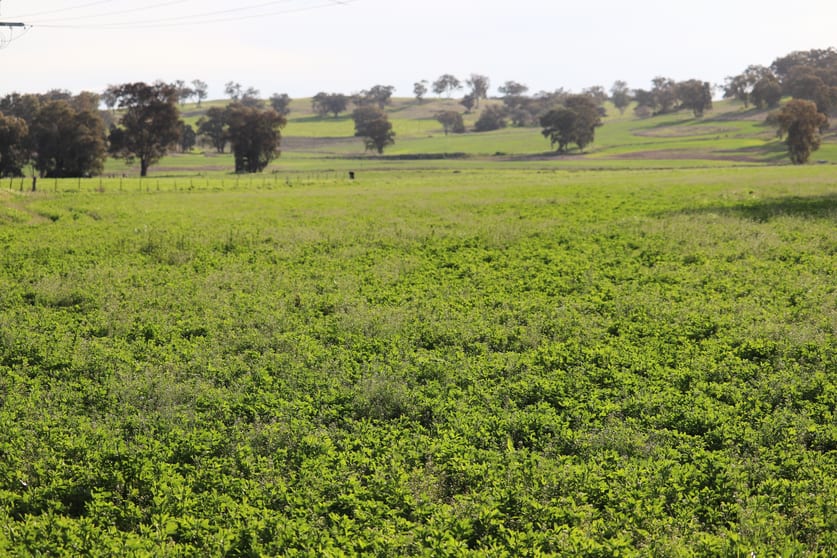 Click to view all images 2350 George Russell Drive Canowindra NSW 2804 - Image 2