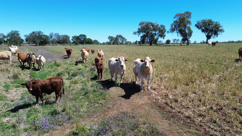 Lot 1 Bradleys Road Bell QLD 4408 - Image 3