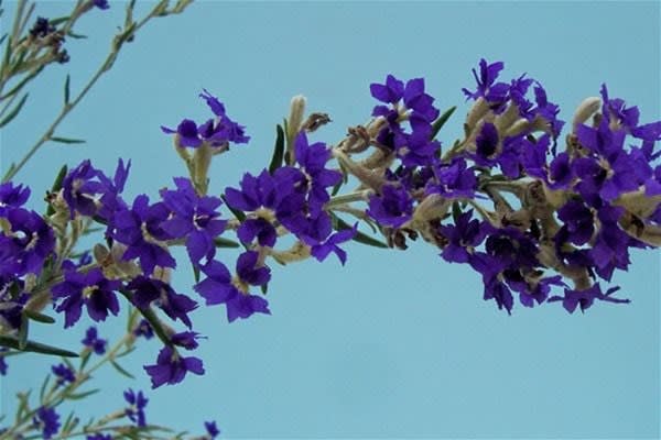Click to view all images Nursery business for sale in Monbulk - Image 1