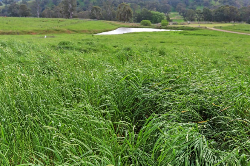 53 Bushes Creek Road Timor NSW 2338 - Image 3