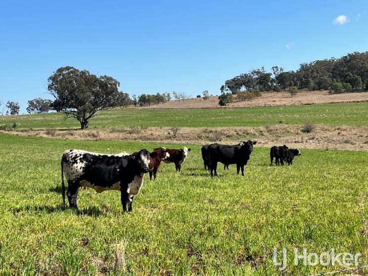 962 Oakwood Road Inverell NSW 2360 - Image 3