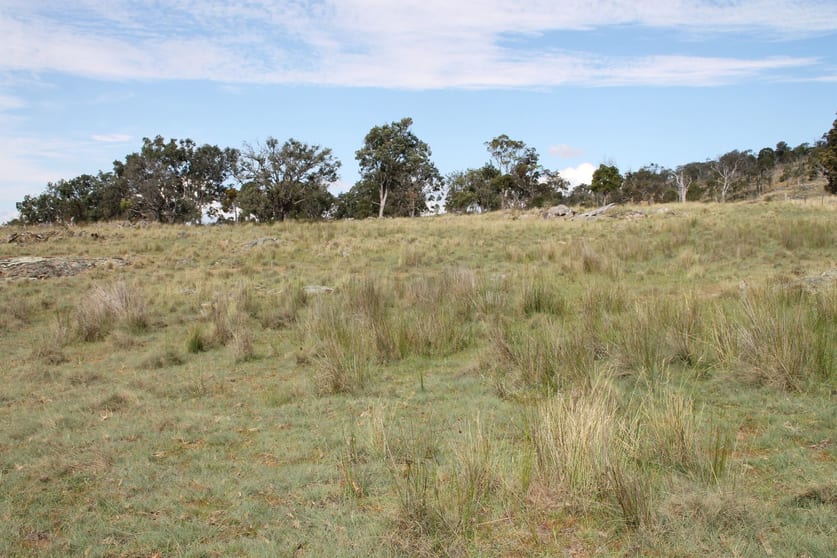Click to view all images Lot 158 Woodside Road Tenterfield NSW 2372 - Image 3