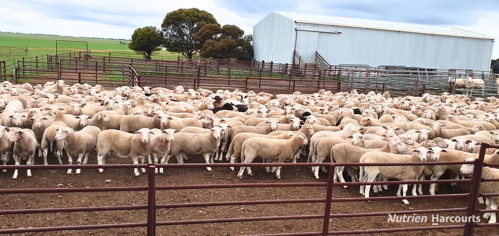 . Waitavalo Farms Narembeen WA 6369 - Image 2