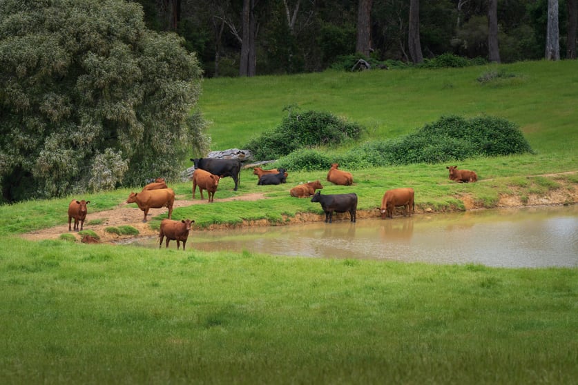 Lot 4 Kammann Road (Upper Warren) Manjimup WA 6258 - Image 2