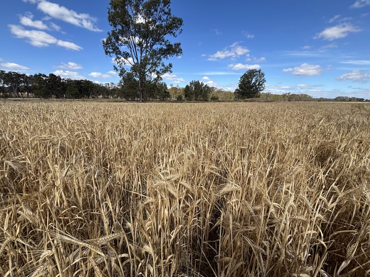 Click to view all images 649 Dunolly-Avoca Road Mount Hooghly VIC 3472 - Image 3