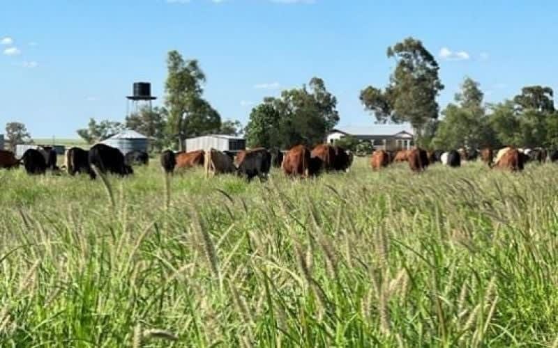 1970 Saltern Creek Road Barcaldine QLD 4725 - Image 2
