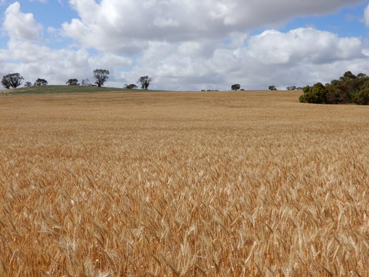 33 Lutze Road Coonalpyn SA 5265 - Image 3