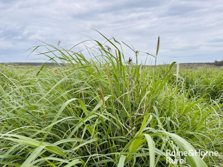 1148 Nalpa Downs Road Mitchell QLD 4465 - Image 2