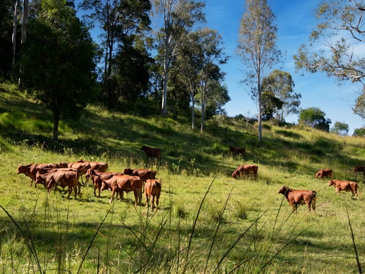 246-274 Rasmussen Road Neurum QLD 4514 - Image 2