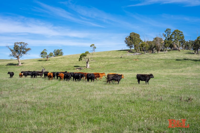 170 Dog Rocks Road Black Springs NSW 2787 - Image 1