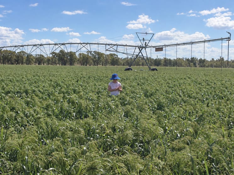 'Glenhurst' 4448 Tarwoona Road Twin Rivers NSW 2410 - Image 1