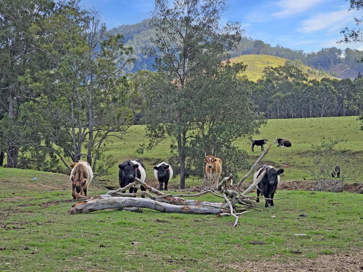 Click to view all images 1282 Waukivory Road, Waukivory VIA Gloucester NSW 2422 - Image 3